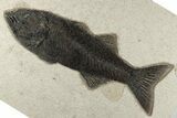 Uncommon Fish Fossil (Mioplosus) - Wyoming #203214-1